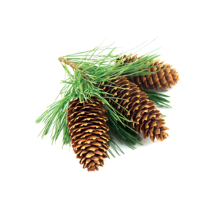 Pines